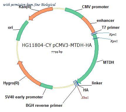 Sino Biological HG11804-CY image 1