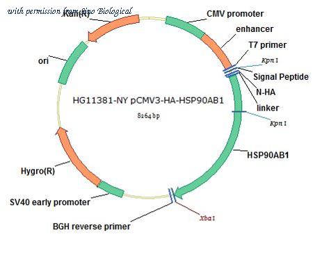 Sino Biological HG11381-NY image 1