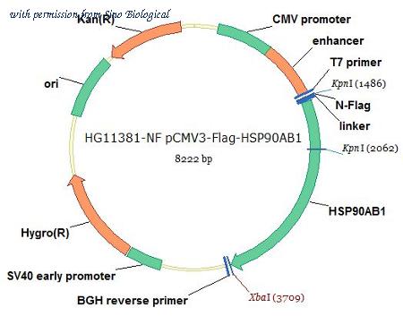 Sino Biological HG11381-NF image 1