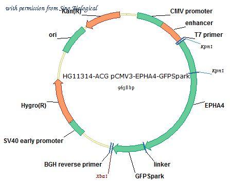 Sino Biological HG11314-ACG image 1