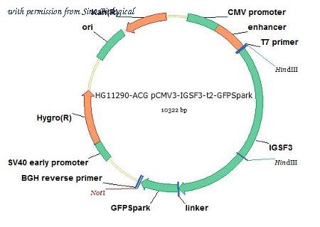 Sino Biological HG11290-ACG image 1