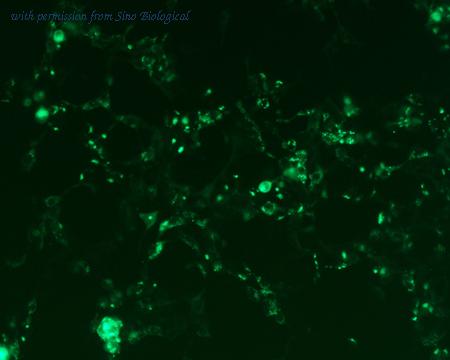 Sino Biological HG11250-ACG image 1