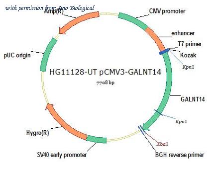 Sino Biological HG11128-UT image 1