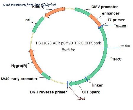 Sino Biological HG11020-ACR image 1