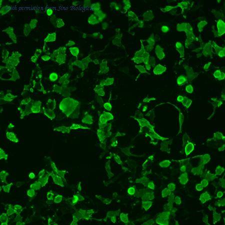Sino Biological HG10959-NF image 1