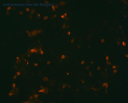 Sino Biological HG10936-NF image 1