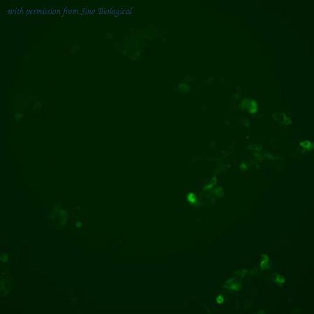 Sino Biological HG10929-ACG image 1