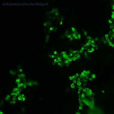 Sino Biological HG10824-CF image 1