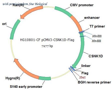 Sino Biological HG10801-CF image 1