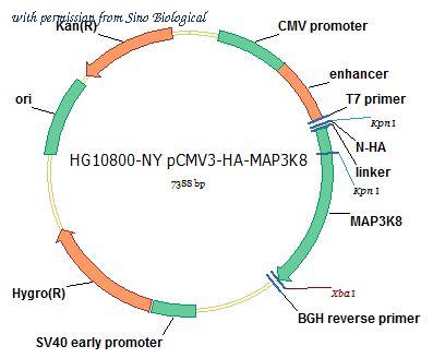 Sino Biological HG10800-NY image 1
