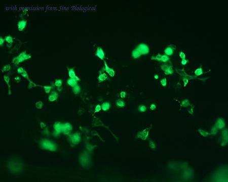 Sino Biological HG10777-CF image 1