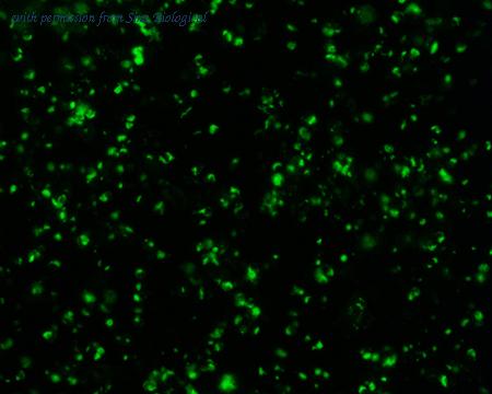 Sino Biological HG10741-ACG image 1