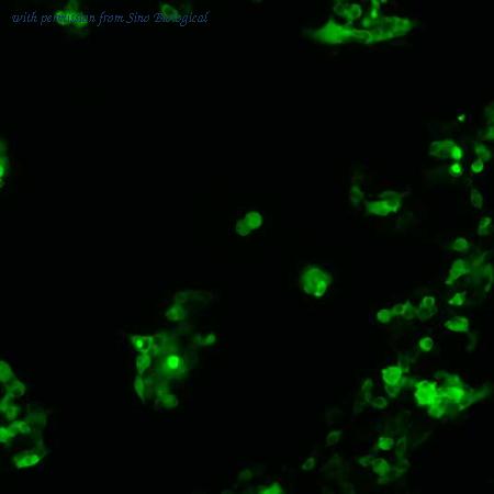 Sino Biological HG10560-ACG image 1