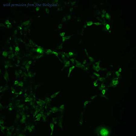 Sino Biological HG10484-CF image 1