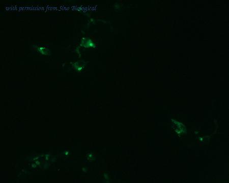 Sino Biological HG10426-NF image 1