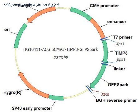 Sino Biological HG10411-ACG image 1