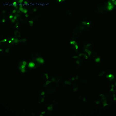 Sino Biological HG10395-ACG image 1