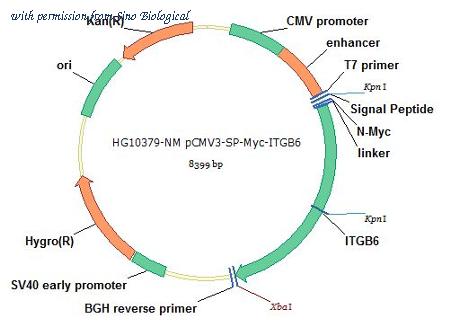 Sino Biological HG10379-NM image 1