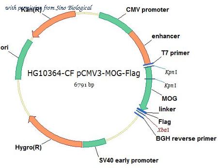 Sino Biological HG10364-CF image 1