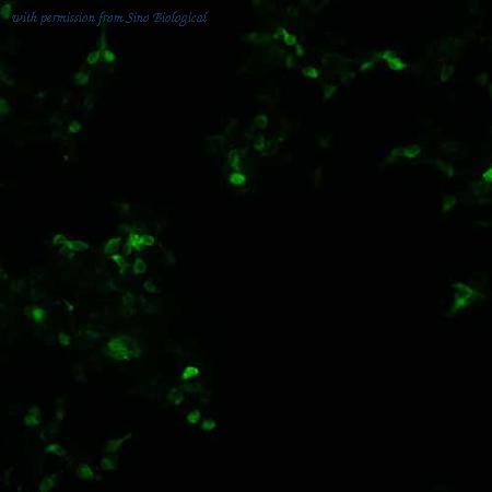 Sino Biological HG10358-CF image 1