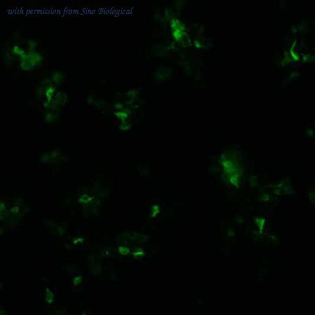 Sino Biological HG10326-CF image 1