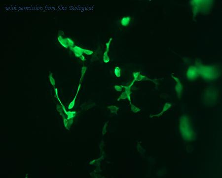 Sino Biological HG10289-CF image 1
