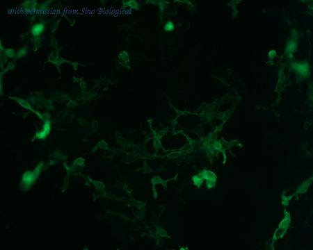 Sino Biological HG10256-NF image 1