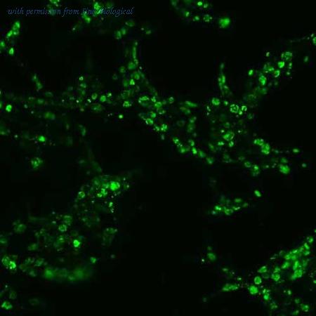 Sino Biological HG10250-CF image 1