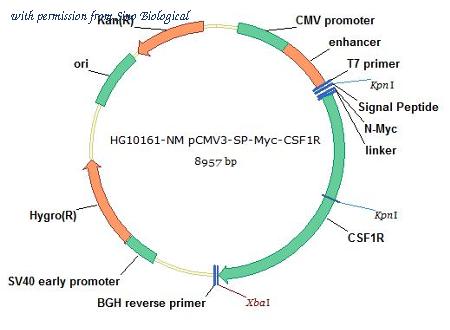 Sino Biological HG10161-NM image 1