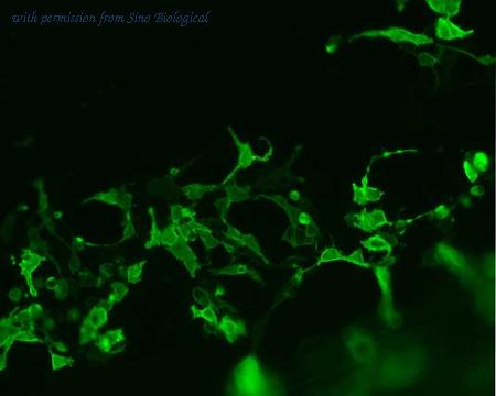 Sino Biological HG10161-NF image 1