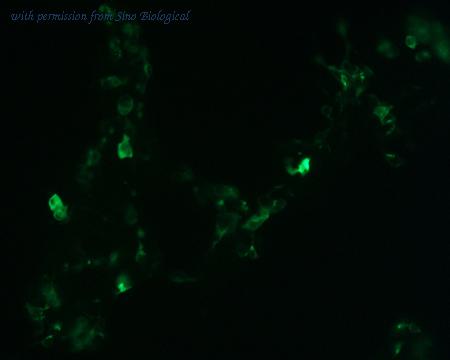 Sino Biological HG10052-CF image 1
