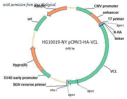 Sino Biological HG10019-NY image 1