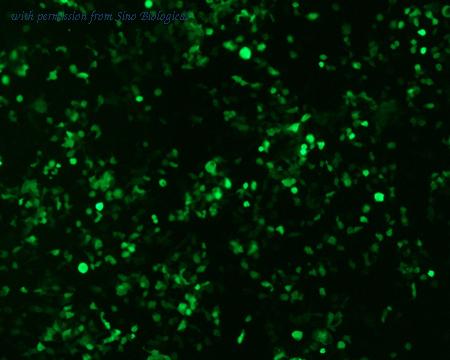Sino Biological HG10016-ACG image 1
