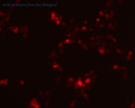 Sino Biological HG10001-ACR image 1