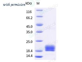Sino Biological 10123-HNAE-B image 1