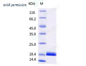 Sino Biological 10584-HNAE-B image 1