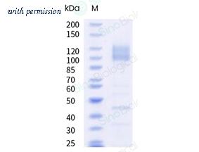 Sino Biological 15024-H08H-NA image 1