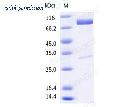 Sino Biological 50502-M02B image 1