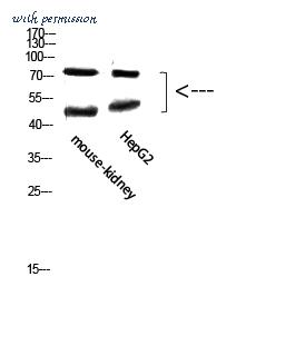 St John's Laboratory STJ98661 image 1