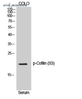 St John's Laboratory STJ90230 image 1