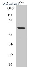 St John's Laboratory STJ90374 image 1