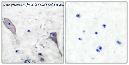 St John's Laboratory STJ94963 image 1