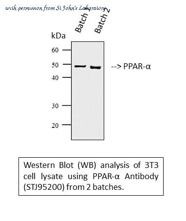 St John's Laboratory STJ95200 image 1