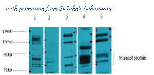 St John's Laboratory STJ97101 image 1