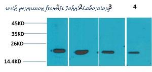 St John's Laboratory STJ97470 image 1