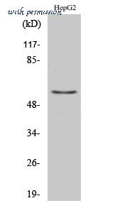 St John's Laboratory STJ96002 image 1