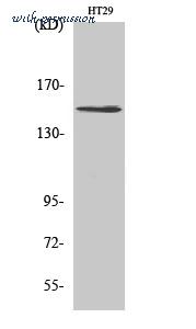 St John's Laboratory STJ96204 image 1