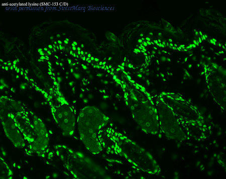 StressMarq Biosciences SMC-153 image 1