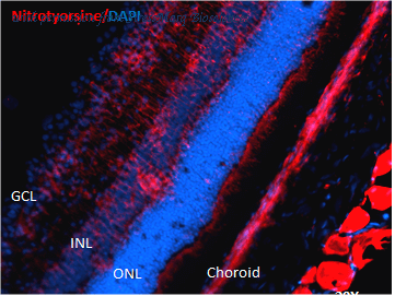 StressMarq Biosciences SMC-154 image 1