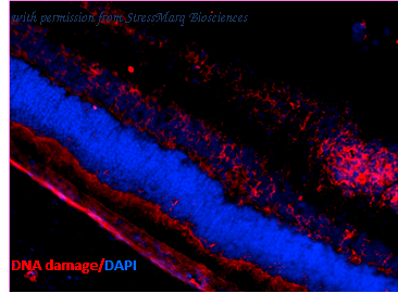 StressMarq Biosciences SMC-155 ͼ 1